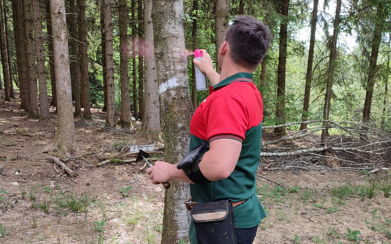 Une journée dans l’uniforme d’un technicien territorial de l’ONF en forêt domaniale de Francbois-Bryas, en pleine opération de martel