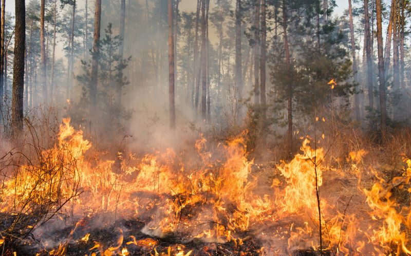 Interview de Catherine Lauvaux : les feux de forêts